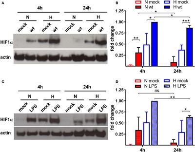 Coxiella burnetii Affects HIF1α Accumulation and HIF1α Target Gene Expression